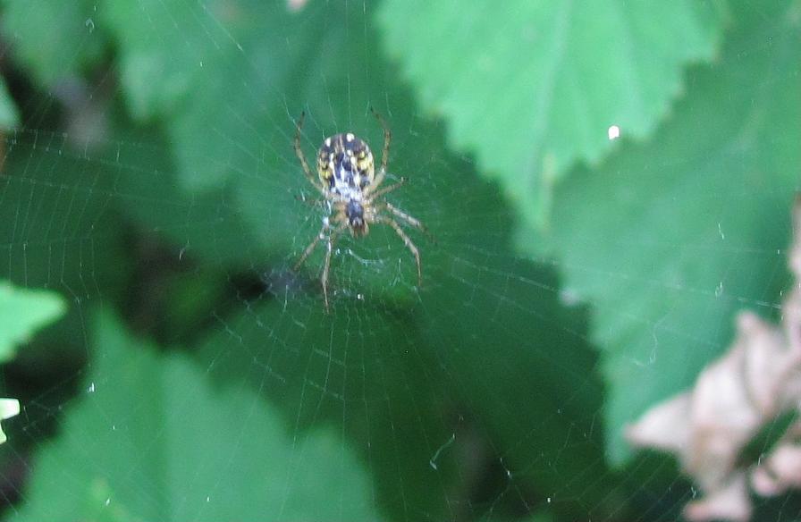 Mangora acalypha